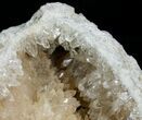 Crystal Filled Fossil Whelk - Ruck's Pit #5529-3